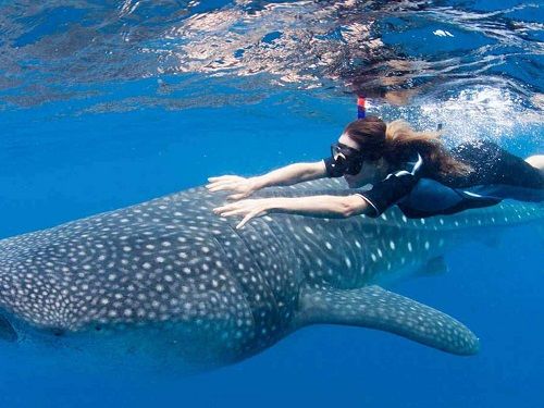 Paseo por Mexico Nado con tiburones ballena en La Paz
