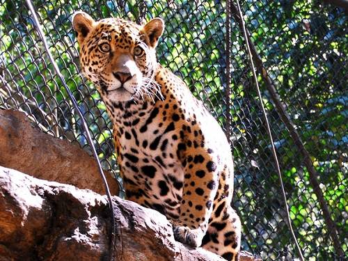 Paseo por México Zoológico Miguel Álvarez del Toro en Tuxtla Gutiérrez