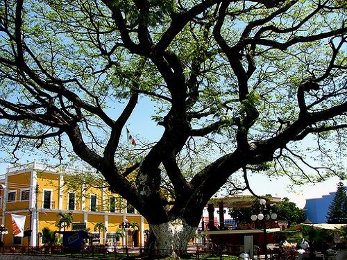 Paseo por México Árbol Histórico de Parota en Ayala
